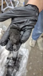 image-ezgif.com-png-to-webp-converter (8)